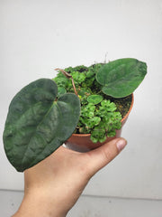 Anthurium Ace of Spades x Dressleri