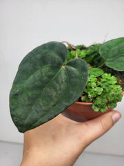 Anthurium Ace of Spades x Dressleri