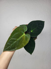 Anthurium Papillilaminum