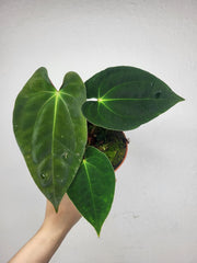 Anthurium Papillilaminum
