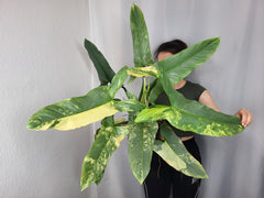 Philodendron Silver Sword Variegata