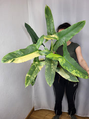 Philodendron Silver Sword Variegata