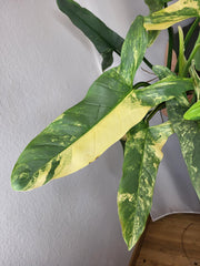 Philodendron Silver Sword Variegata