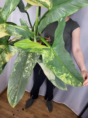Philodendron Silver Sword Variegata