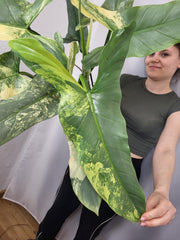Philodendron Silver Sword Variegata