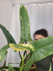 Philodendron Silver Sword Variegata