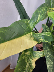 Philodendron Silver Sword Variegata