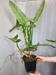 Philodendron Silver Sword Variegata