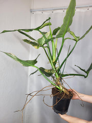 Philodendron Silver Sword Variegata