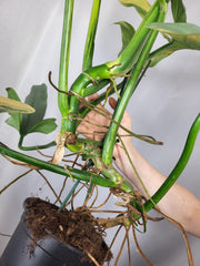 Philodendron Silver Sword Variegata