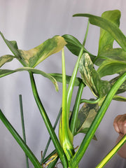 Philodendron Silver Sword Variegata