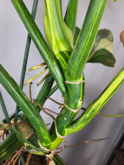 Philodendron Silver Sword Variegata
