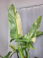 Philodendron Silver Sword Variegata