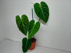 Philodendron Splendid