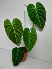 Philodendron Splendid
