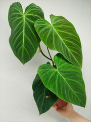 Philodendron Splendid
