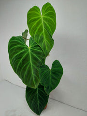 Philodendron Splendid