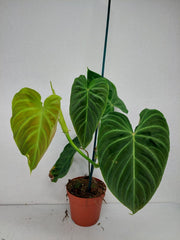 Philodendron Splendid