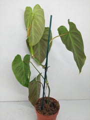 Philodendron Splendid