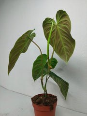 Philodendron Splendid
