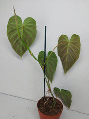Philodendron Splendid