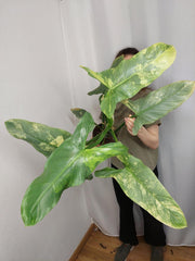 Philodendron Silver Sword Variegata