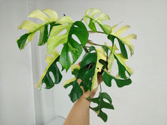 Monstera Minima / Raphidophora Tetrasperma Variegata