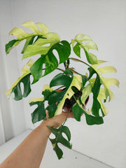 Monstera Minima / Raphidophora Tetrasperma Variegata