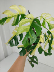 Monstera Minima / Raphidophora Tetrasperma Variegata