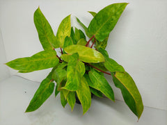 Philodendron Painted Lady