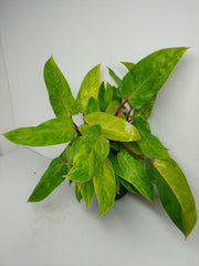 Philodendron Painted Lady
