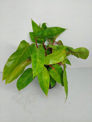 Philodendron Painted Lady