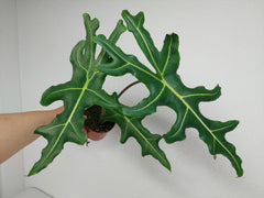 Alocasia Portei Zebra Stem