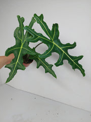 Alocasia Portei Zebra Stem
