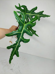 Alocasia Portei Zebra Stem