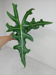 Alocasia Portei Zebra Stem