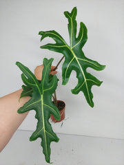 Alocasia Portei Zebra Stem