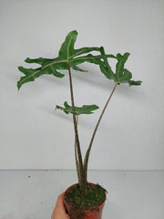 Alocasia Portei Zebra Stem