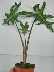 Alocasia Portei Zebra Stem