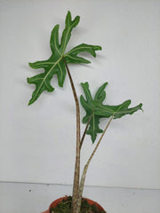 Alocasia Portei Zebra Stem