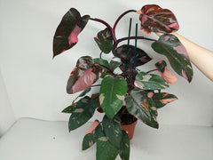 Philodendron Pink Princess
