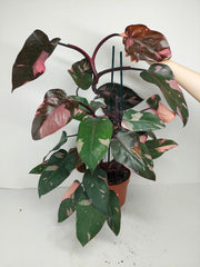 Philodendron Pink Princess