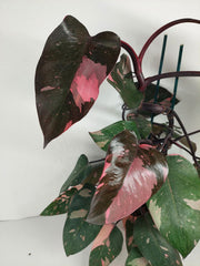 Philodendron Pink Princess