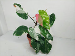 Philodendron White Princess Tricolor