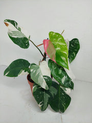 Philodendron White Princess Tricolor