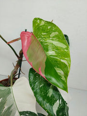 Philodendron White Princess Tricolor