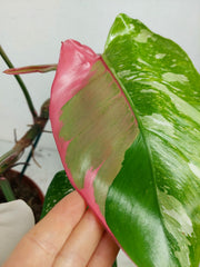 Philodendron White Princess Tricolor