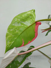 Philodendron White Princess Tricolor
