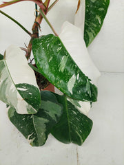 Philodendron White Princess Tricolor