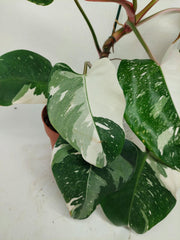 Philodendron White Princess Tricolor